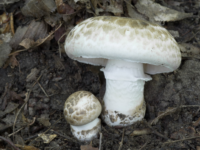 Agaricus bresadolanus